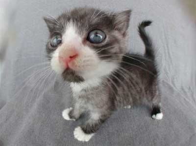 IMAGE(<a href="http://dpobel.free.fr/tmp/miaou.jpg" rel="nofollow">http://dpobel.free.fr/tmp/miaou.jpg</a>)